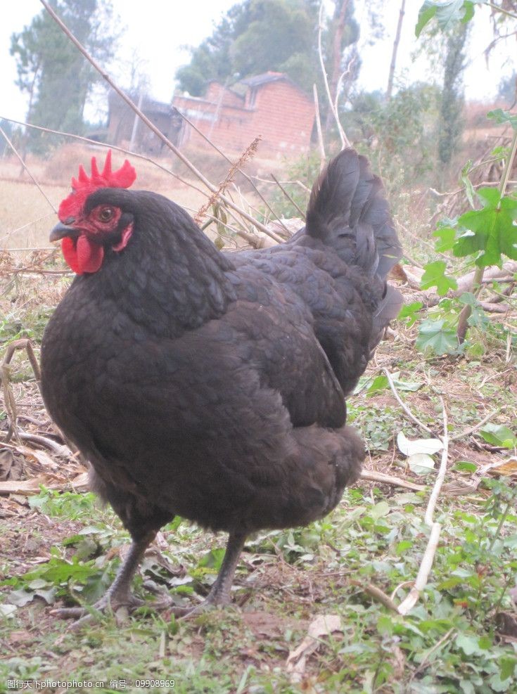 黑色的鸡贵吗价格是多少 全身黑的鸡是什么品种