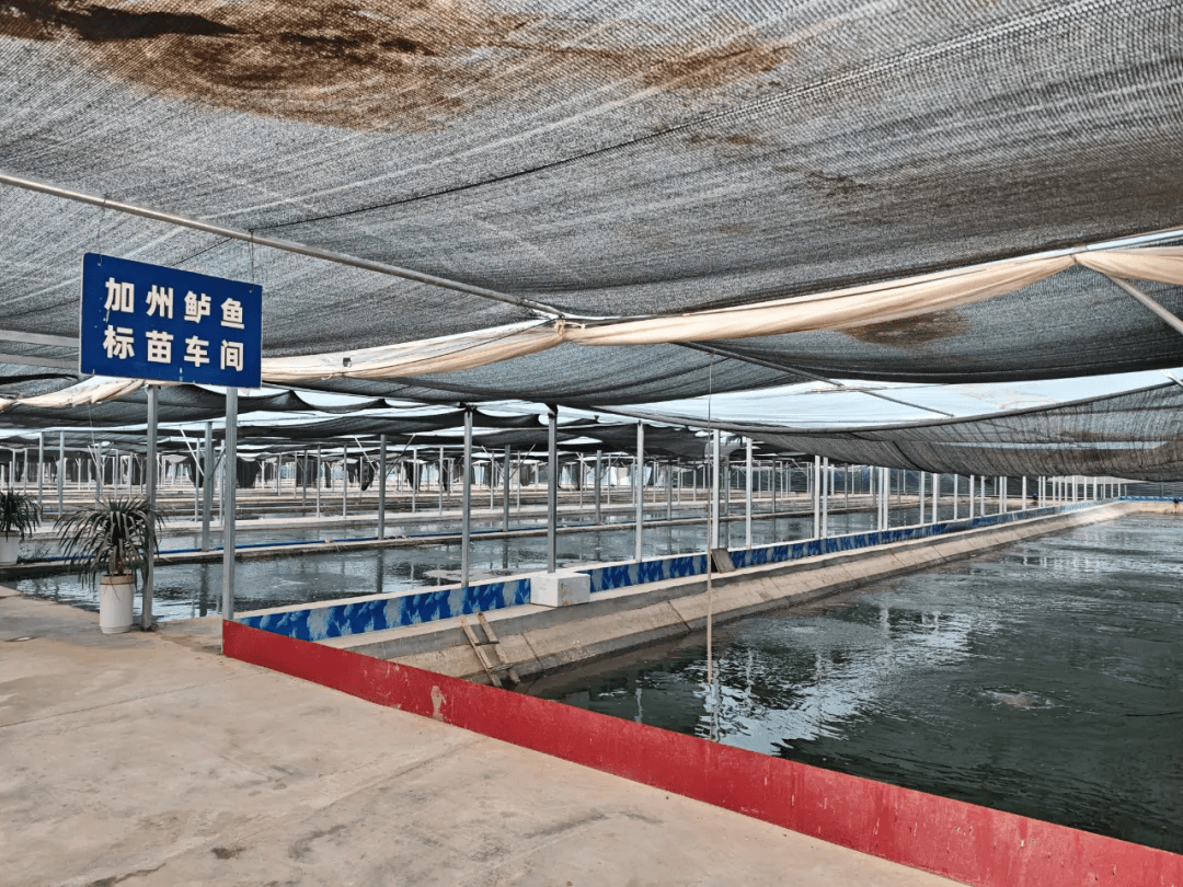 泽普县特色水产养殖迎丰收：加州鲈鱼热销 澳洲淡水龙虾自主育苗